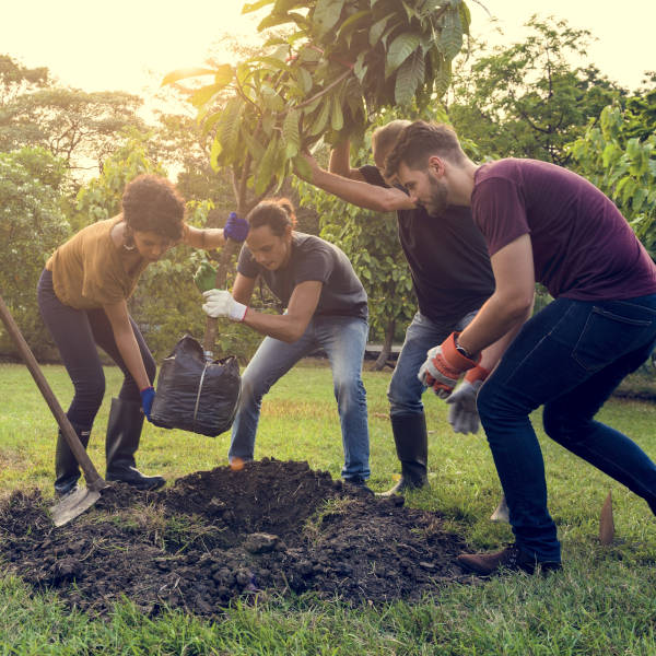 Des personnes plantent un arbre